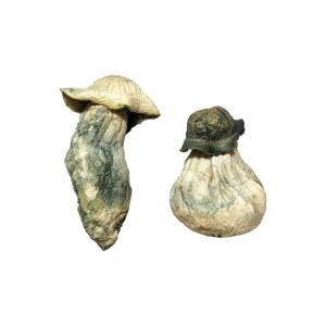 Buy Albino Penis Envy Magic Mushrooms Dubai