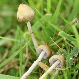 Buy Liberty Cap Mushroom online Dubai