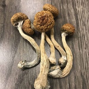 Buy Mexican Magic Mushrooms Dubai