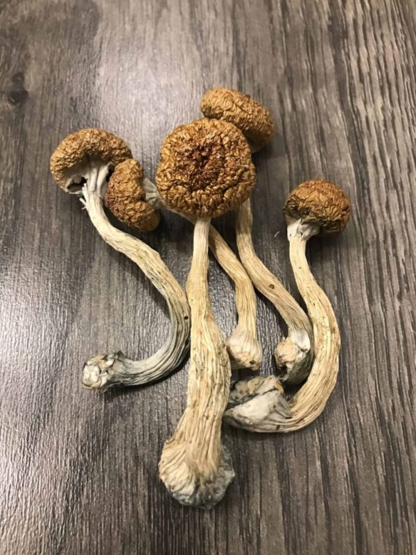 Buy Mexican Magic Mushrooms Dubai