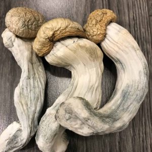 Buy Penis Envy Psilocybin Mushrooms Dubai