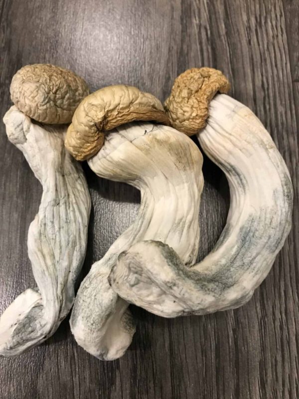 Buy Penis Envy Psilocybin Mushrooms Dubai