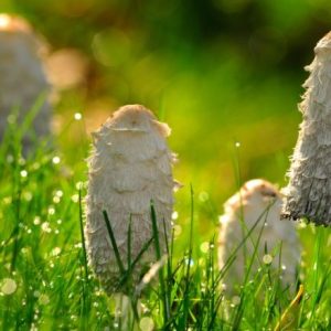 Buy Shaggy Mane Mushrooms online Dubai UAE