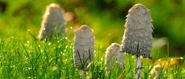 Buy Shaggy Mane Mushrooms online Dubai UAE