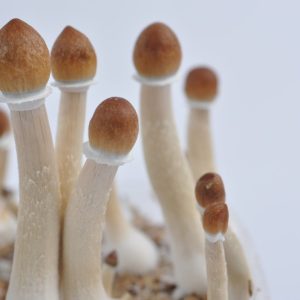 Buy Amazonian mushroom online Dubai UAE