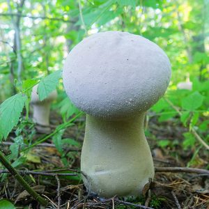 Buy puffball mushrooms online Dubai Telegram