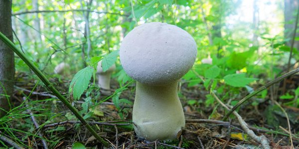 Buy puffball mushrooms online Dubai Telegram